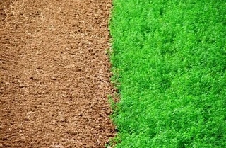 L’Erba del Vicino è Sempre più Verde